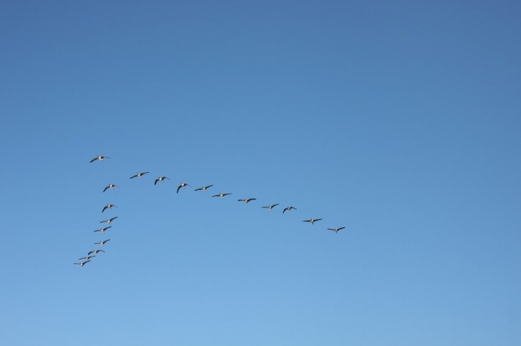 3-birds in flight-zoology