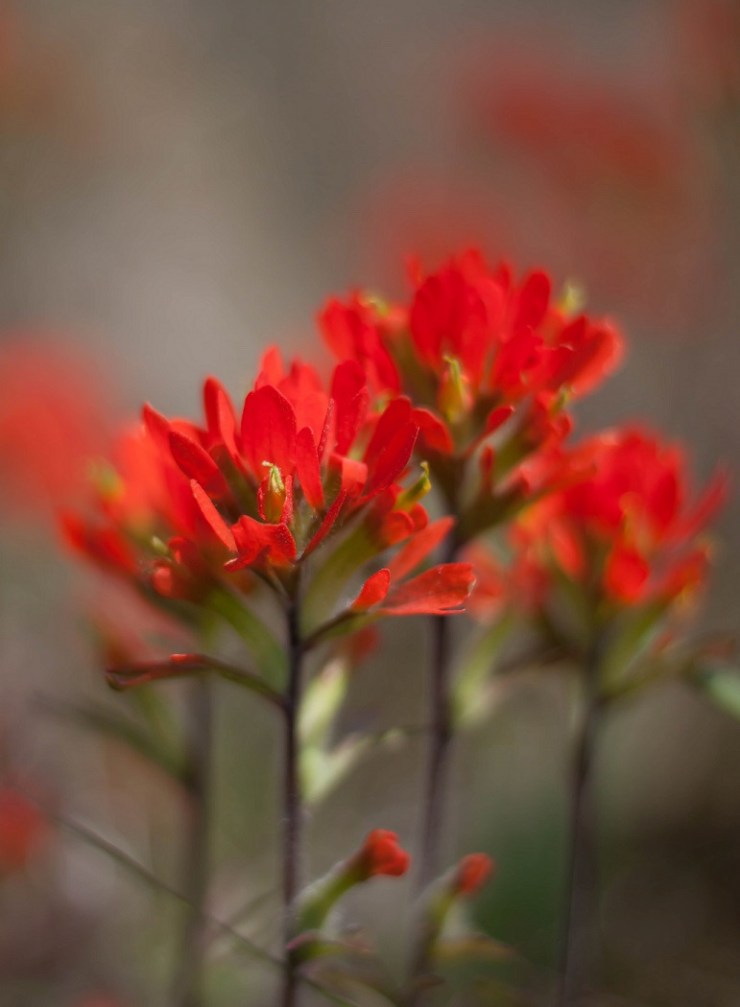 Cyprus Lake Fauna (2)