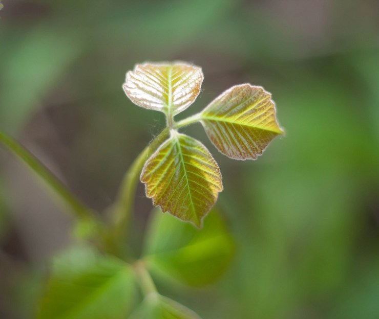 Cyprus Lake Fauna (5)